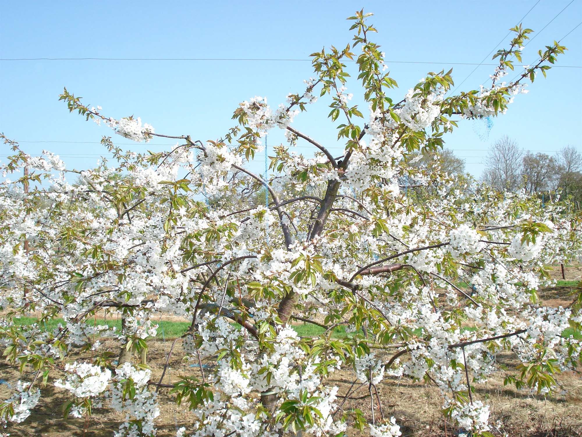 How Renting A Tree Works | Rent A Cherry Tree